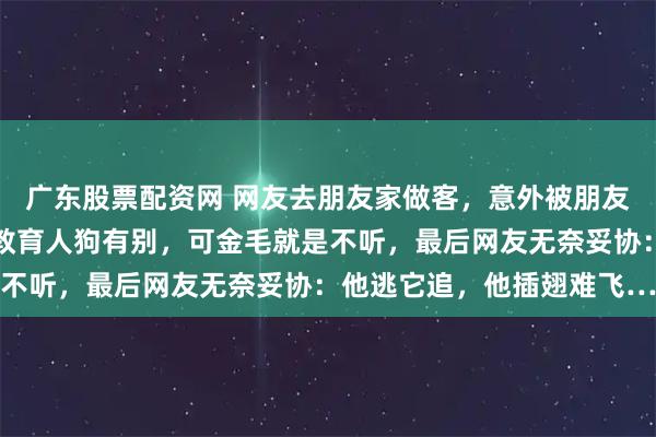 广东股票配资网 网友去朋友家做客，意外被朋友家的金毛看上了，主人教育人狗有别，可金毛就是不听，最后网友无奈妥协：他逃它追，他插翅难飞…